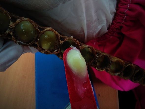 Gram gram sağdığı arı sütünün kilosunu 8 bin liradan satıyor 13