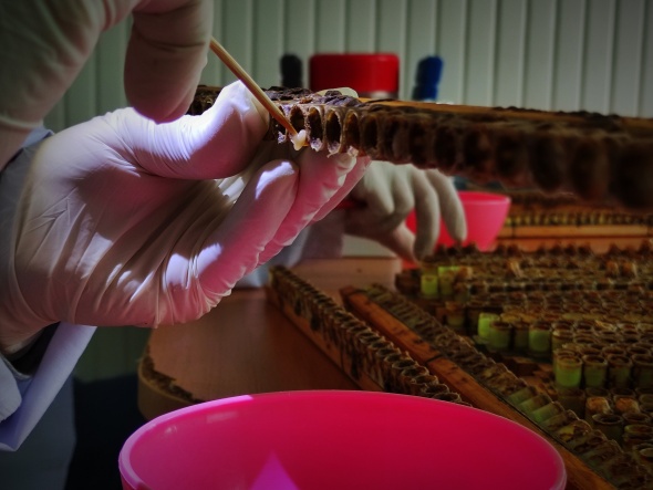 Gram gram sağdığı arı sütünün kilosunu 8 bin liradan satıyor 4