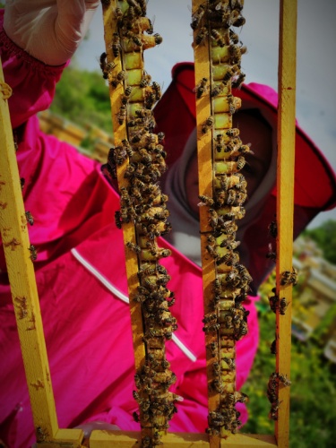 Gram gram sağdığı arı sütünün kilosunu 8 bin liradan satıyor 8