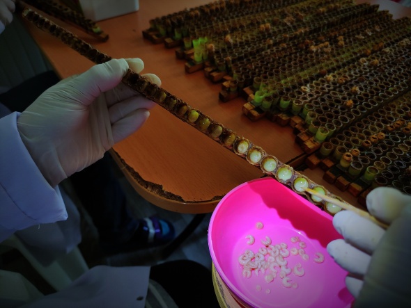 Gram gram sağdığı arı sütünün kilosunu 8 bin liradan satıyor 7