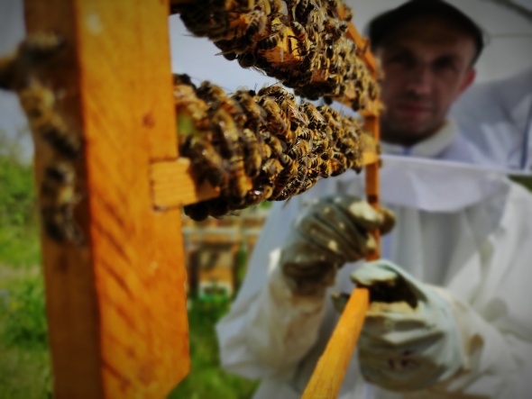 Gram gram sağdığı arı sütünün kilosunu 8 bin liradan satıyor 6