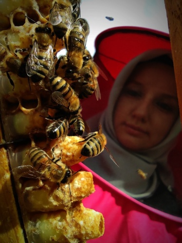 Gram gram sağdığı arı sütünün kilosunu 8 bin liradan satıyor 14