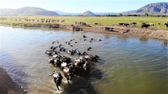 Afrika değil Tokat, bu görüntüler belgeselleri aratmadı 4