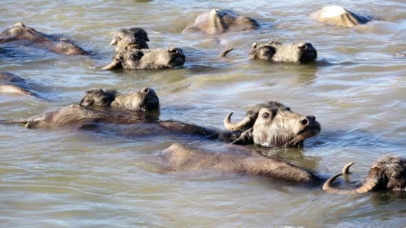 Afrika değil Tokat, bu görüntüler belgeselleri aratmadı 6