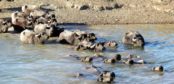 Afrika değil Tokat, bu görüntüler belgeselleri aratmadı 1