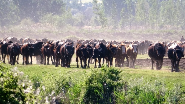 Afrika değil Tokat, bu görüntüler belgeselleri aratmadı 2