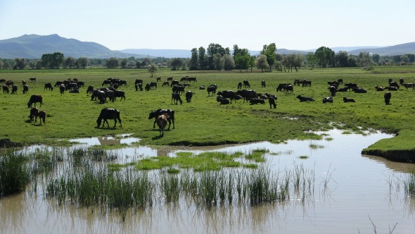 Afrika değil Tokat, bu görüntüler belgeselleri aratmadı 3