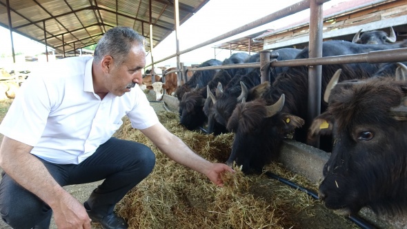 Afrika değil Tokat, bu görüntüler belgeselleri aratmadı 8