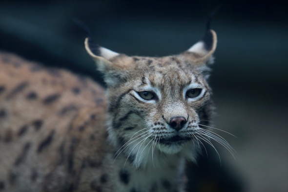 Bursa Hayvanat Bahçesi kapılarını açtı 1