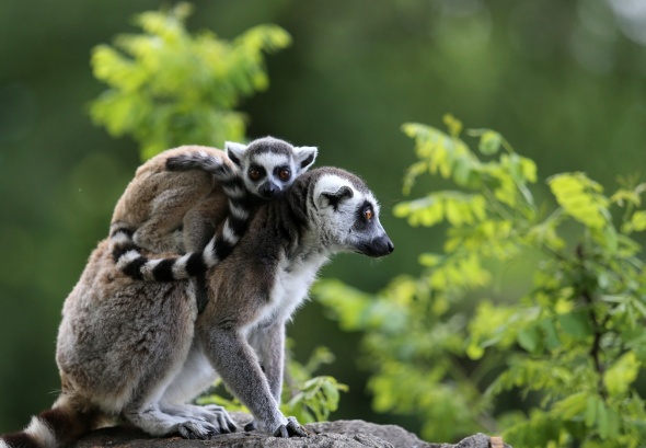 Bursa Hayvanat Bahçesi kapılarını açtı 2