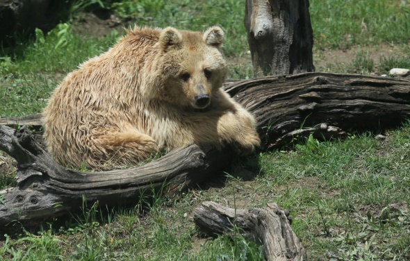 Bursa Hayvanat Bahçesi kapılarını açtı 3