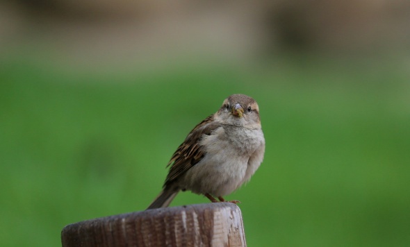 Bursa Hayvanat Bahçesi kapılarını açtı 4