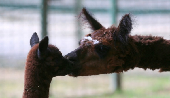 Bursa Hayvanat Bahçesi kapılarını açtı 7