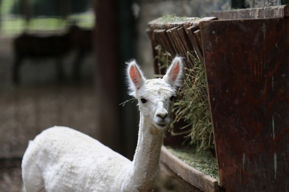 Bursa Hayvanat Bahçesi kapılarını açtı 10