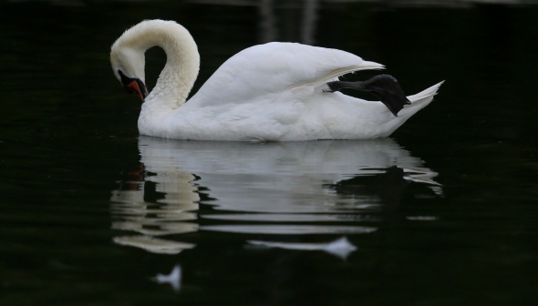 Bursa Hayvanat Bahçesi kapılarını açtı 9