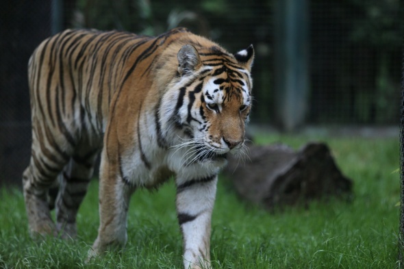 Bursa Hayvanat Bahçesi kapılarını açtı 11