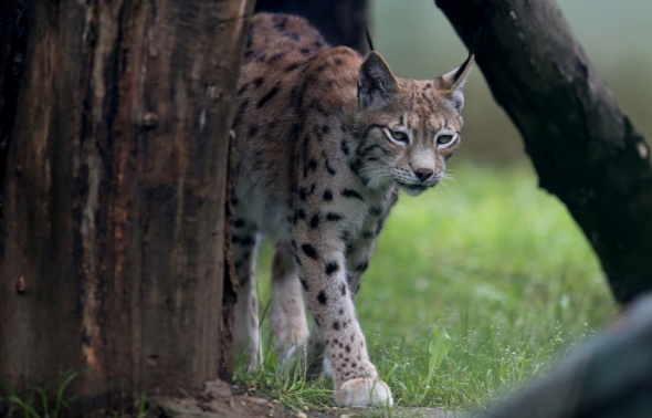 Bursa Hayvanat Bahçesi kapılarını açtı 6