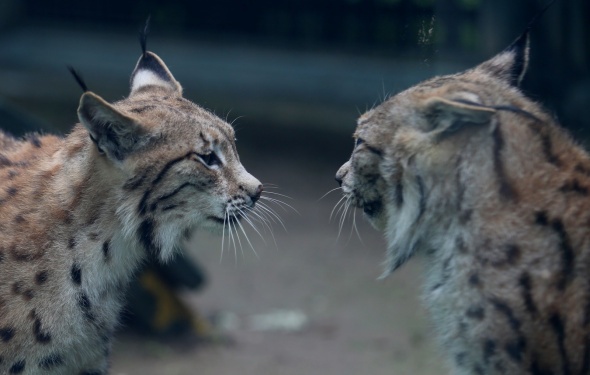 Bursa Hayvanat Bahçesi kapılarını açtı 13
