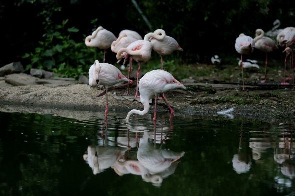 Bursa Hayvanat Bahçesi kapılarını açtı 12