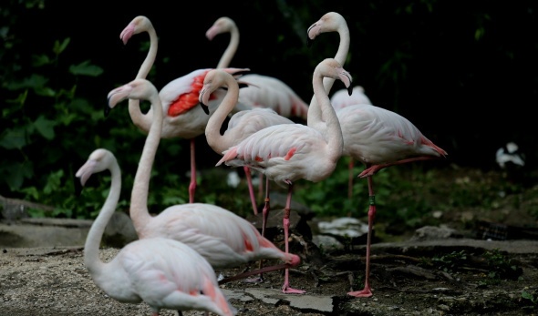 Bursa Hayvanat Bahçesi kapılarını açtı 8