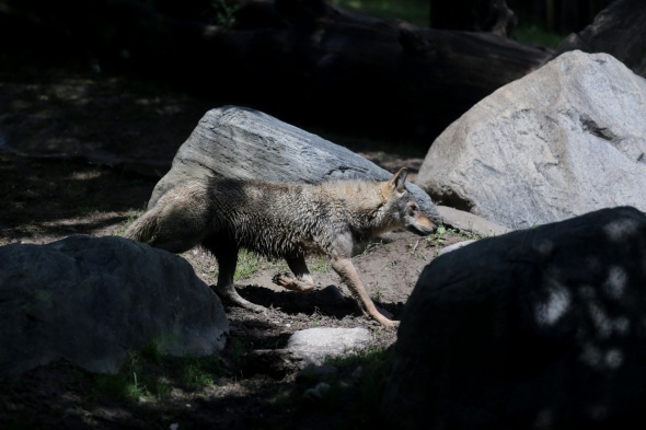 Bursa Hayvanat Bahçesi kapılarını açtı 5