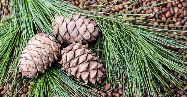 Türkiye’nin çam fıstığı ihracatı son 5 senede yüzde 68 arttı