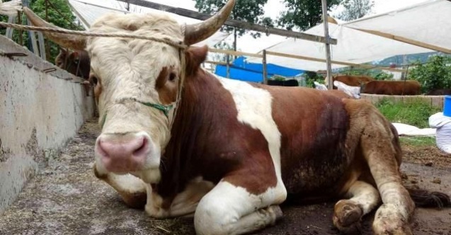 Ordu’da ikinci el araç fiyatına kurbanlıklar satışta