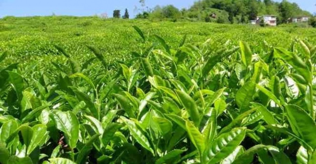 ÇAYKUR 2. sürgün alımlarına başladı