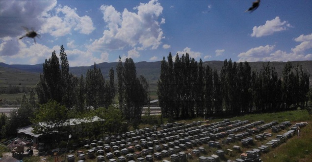 Yağışlar sonrası Bayburt’ta arıcıların yüzü güldü