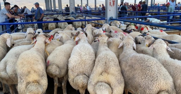 Kurban pazarında arife yoğunluğu