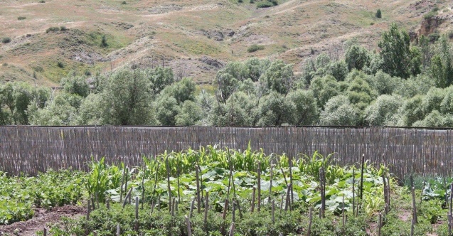 Memleketine dönen gurbetçi ata topraklarına 500 adet meyve ağacı dikti