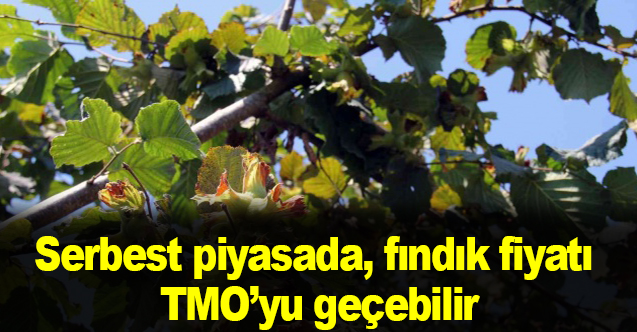 Serbest piyasada, fındık fiyatı TMO’yu geçebilir