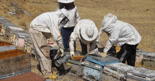 Süphan Dağı eteklerinde bal sağımı