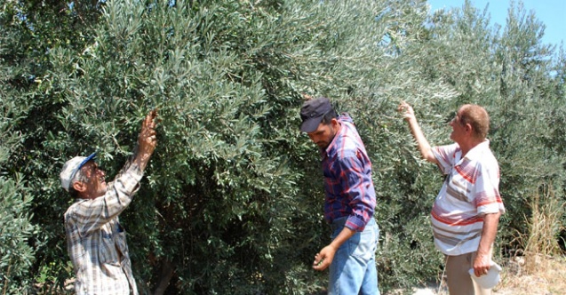 Zeytin bu yıl yüz güldürüyor