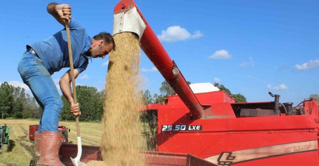 Sinop’ta çeltik hasadı başladı