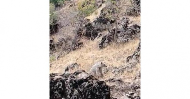 Çobanın yavru boz ayı ile diyaloğu