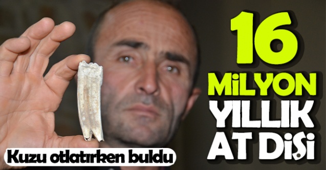 Kuzu otlatırken 16 milyon yıllık at dişi buldu