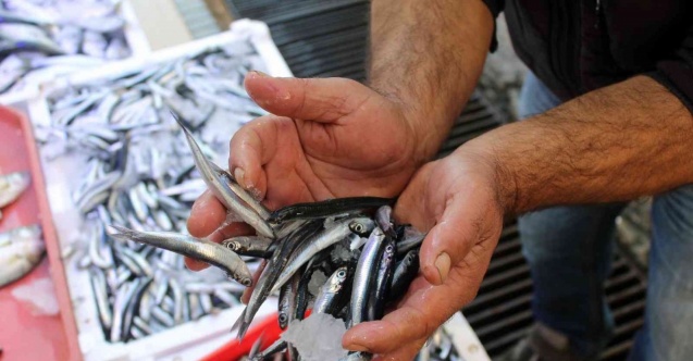 Sinop açıklarında avlanan hamsi tezgâhları şenlendirdi