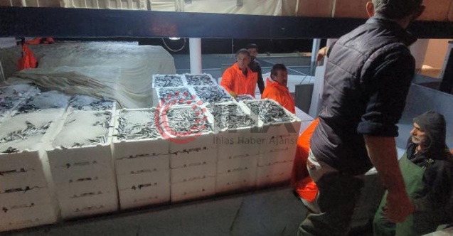 Karadeniz’de hamsi bolluğu: Tekneler binlerce kasayla döndü