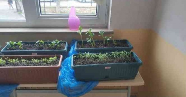 Lise öğrencileri ’Yerel Tohum Projesi’ni hayata geçirdi