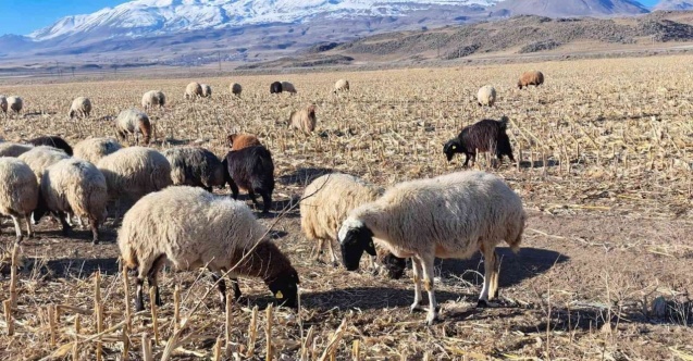 Bahar havası çiftçilere yaradı