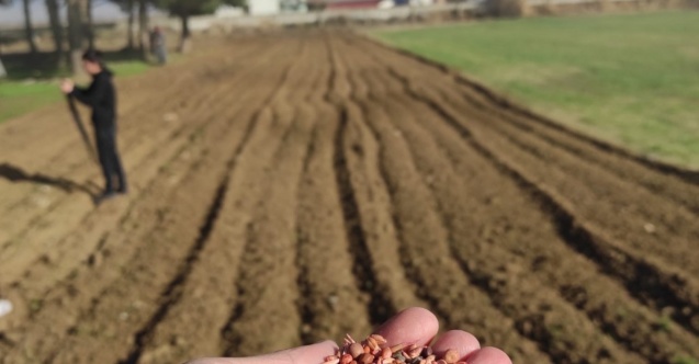 Öğrencilerin diktiği arpa ve yem bitkileri okullarına gelir olacak