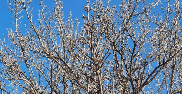 Yalancı bahara aldanan badem ağaçları çiçek açtı
