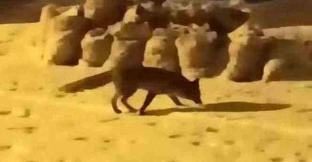Yiyecek arayan tilki ilçe merkezine indi