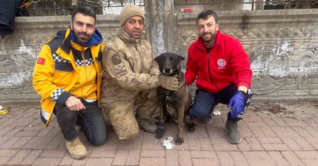 Bitlis UMKE ekibi yaralanan köpeklere de müdahale ediyor