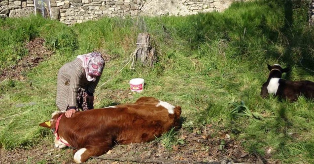 Depremzede kadın ‘hayat arkadaşım’ dediği ineklerini geride bırakmadı
