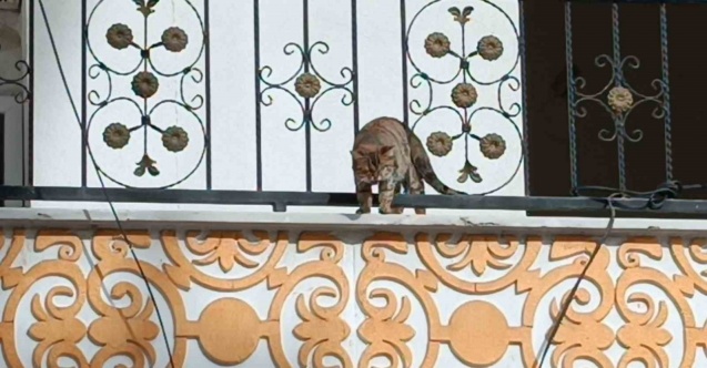 Hasarlı binada kurtarılmak istenen kedi atlayarak kaçtı
