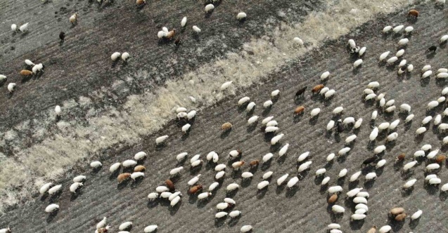 Kars’ta hayvanlar meralara erken çıktı