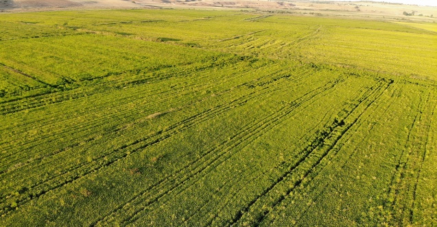 Çeltik üreticilerine destek