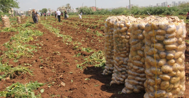 Patates üreticilerine önemli uyarı